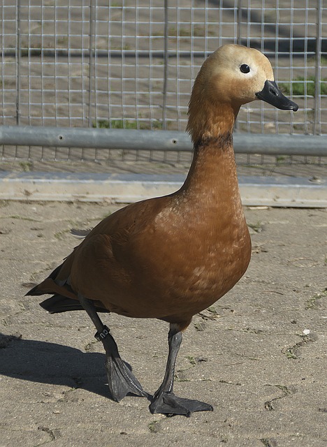 和欧冠资格